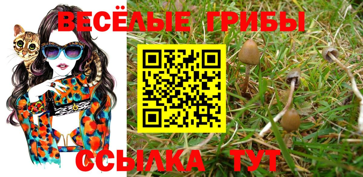Галлюциногенные грибы мицелий  Вход с VPN  Псилоцибиновые грибы Cubensis  Губкин 