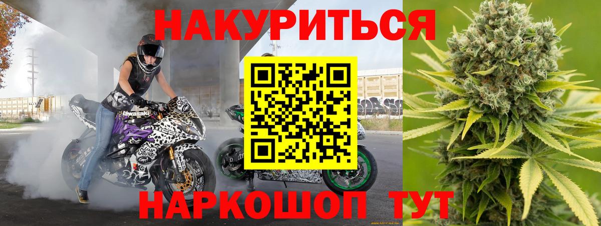 Канабис планчик Губкин